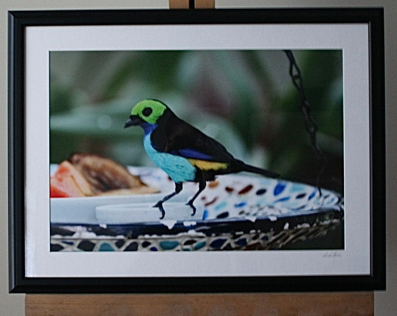 Thumbnail: Paradise Tanager