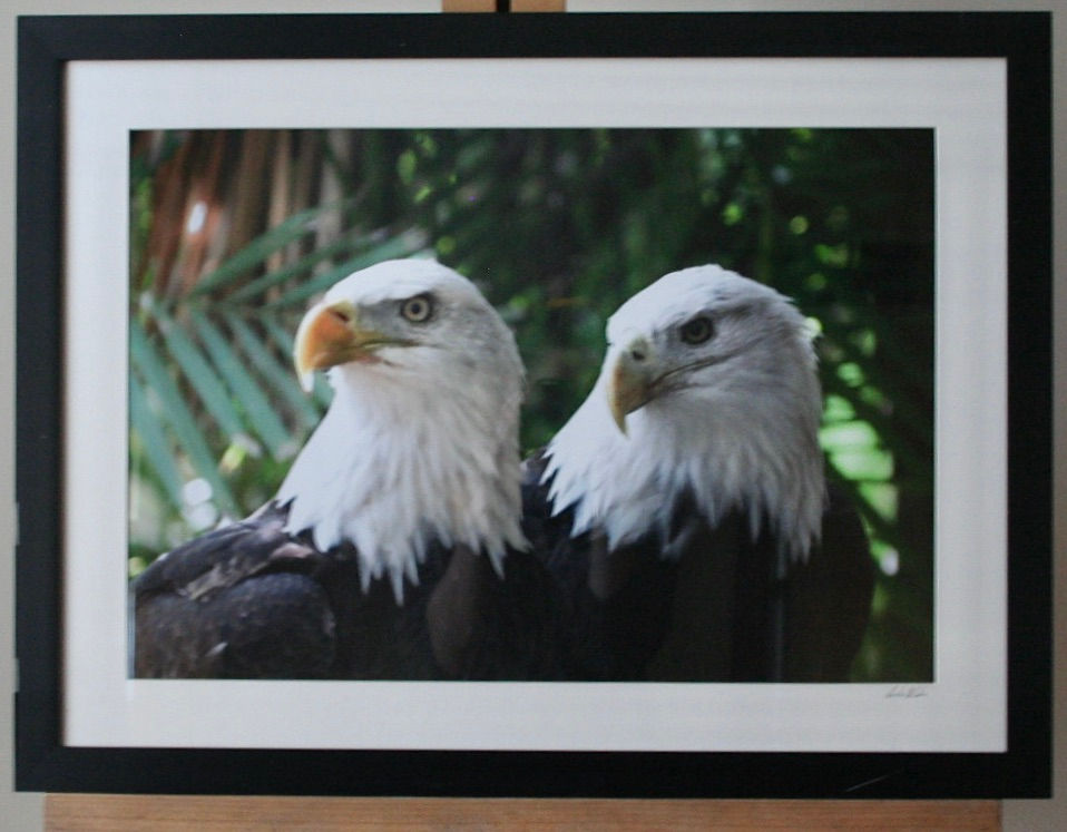 Thumbnail: Regal Eagles