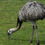 Thumbnail: Grazing Emu