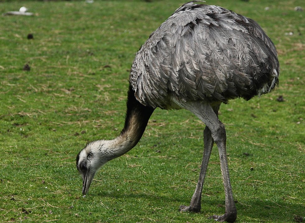 Grazing Emu