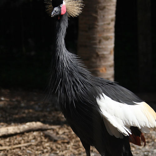 Crowned Crane