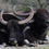 Thumbnail: Asian Water Buffalo