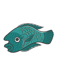 曲紋唇魚1.png