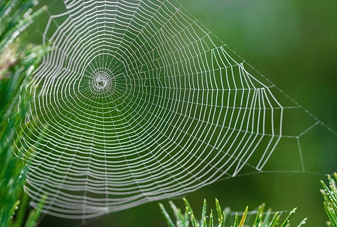 Perimeter Pest Control Olathe, KS