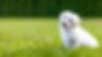 Lawn insect control in Johnson County, KS