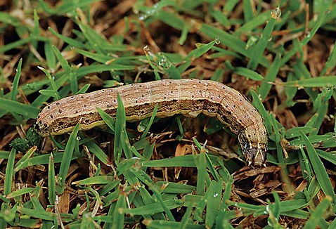 Lawn Insect Control Overland Park, KS