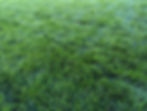 Lawn Care Service Company Kansas City.jpg
