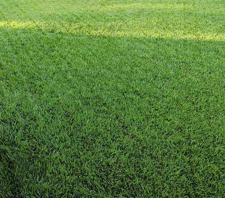 Lawn Fertilization & Weed Control in Overland Park, KS