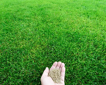 Overseeding Lawn Leawood, KS
