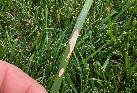 Lawn Disease Control Olathe, KS