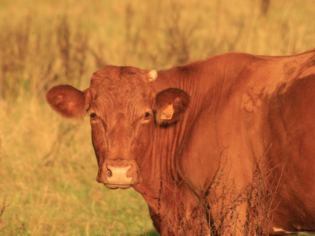 #39 PARASHA CHUKAT ESTATUTOS