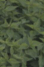 Stinging_nettle-scaled_edited.jpg