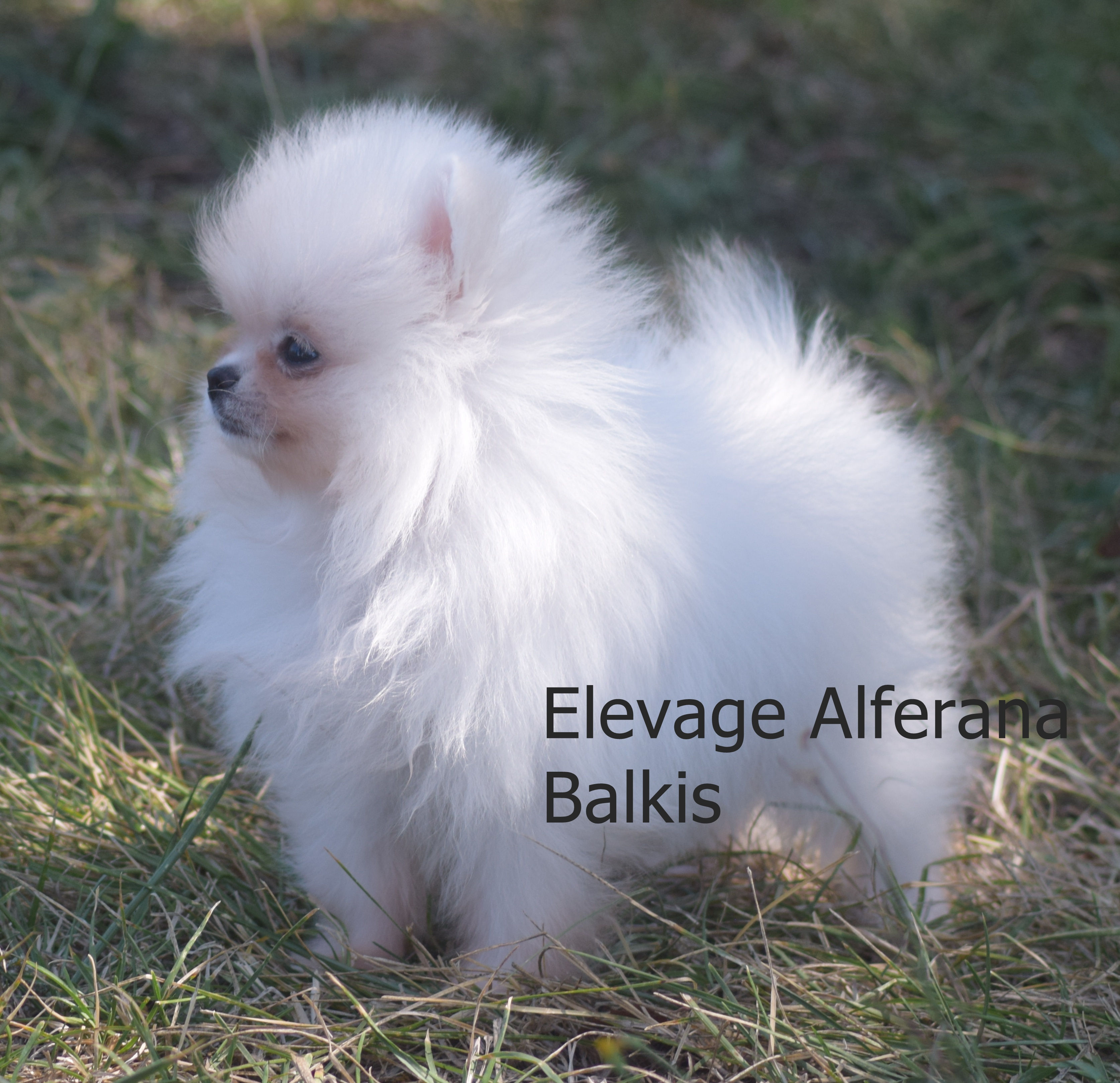 Mini femelle lof blanche