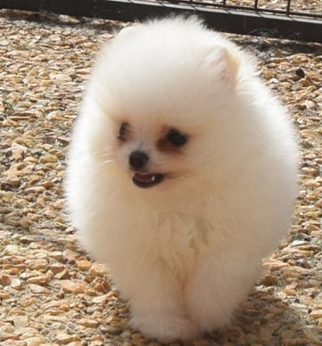 Chiot blanc spitz
