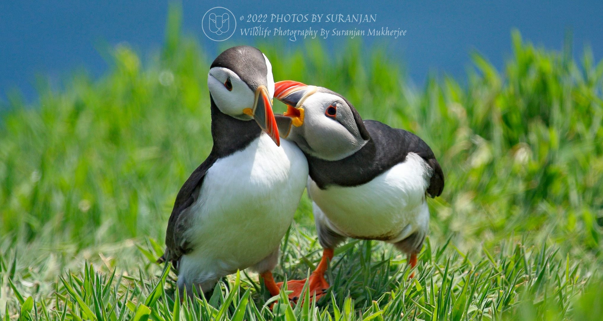 Atlantic Puffins