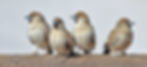 Sociable Weaver.jpg