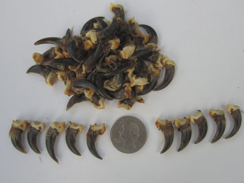 Coyote Claw