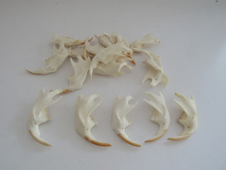 Muskrat Jaw Bone