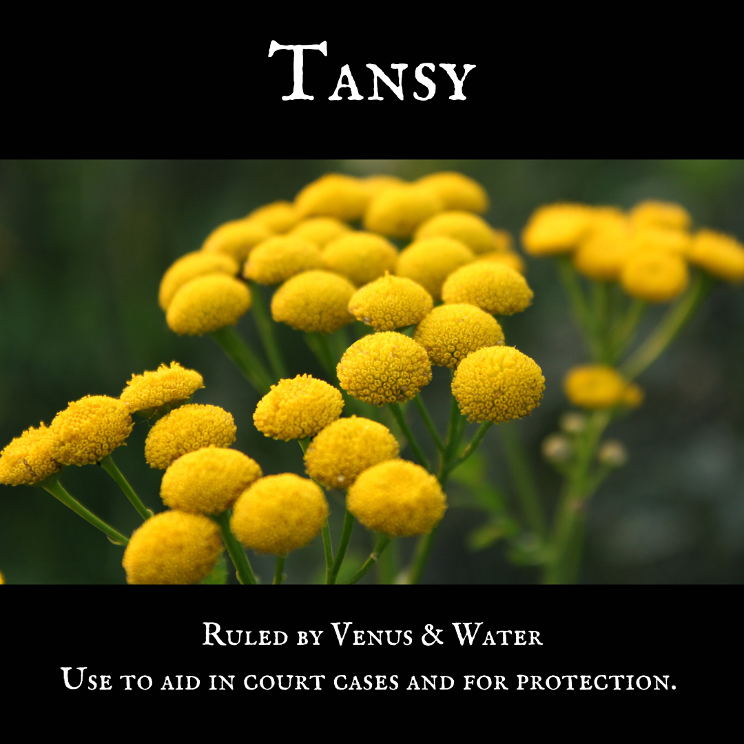 Tansy