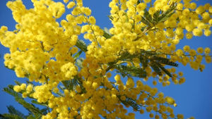 Пісня "Коли закінчиться війна..."