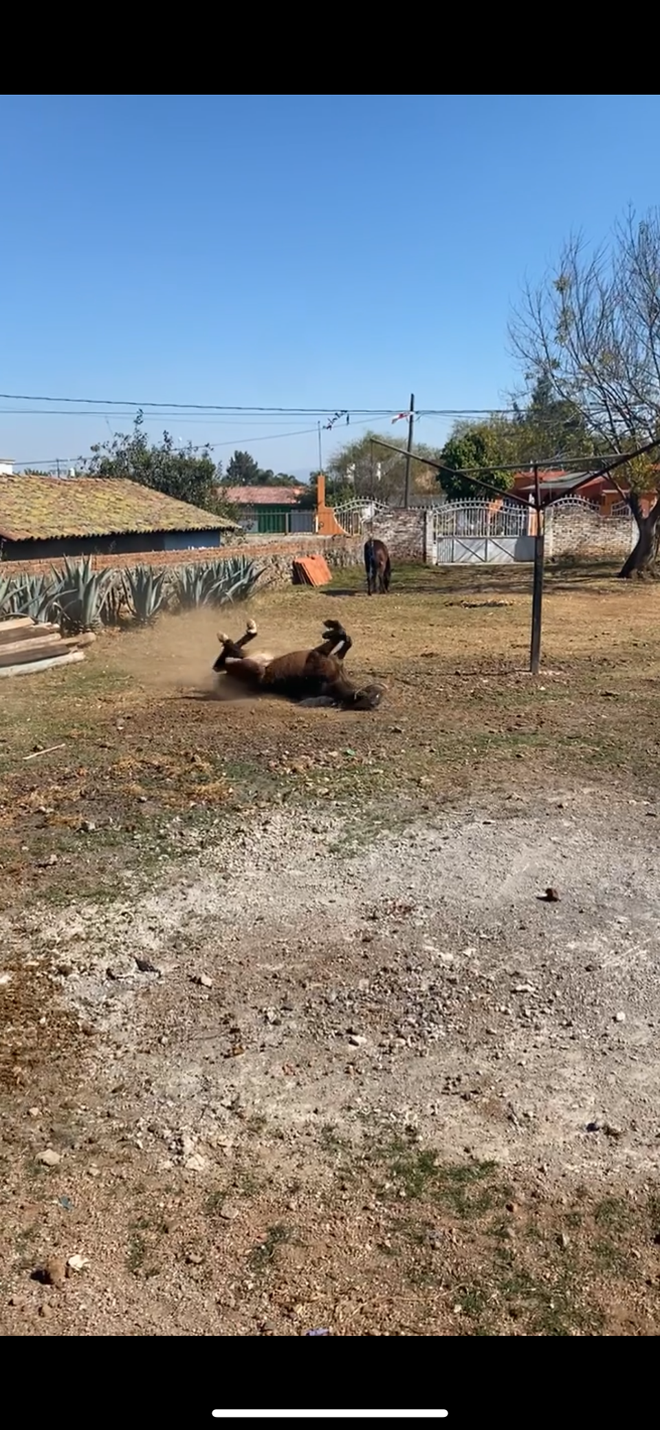 horse scratching its back