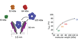 Protein sizing with 15-nm conical biological nanopore YaxAB 