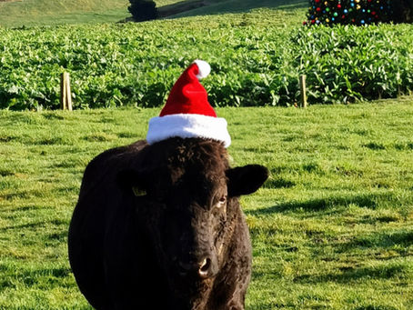 Wishing you a very Merry Christmas & Happy New Year from us all at Windvale Farm