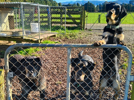 Farm Dogs...