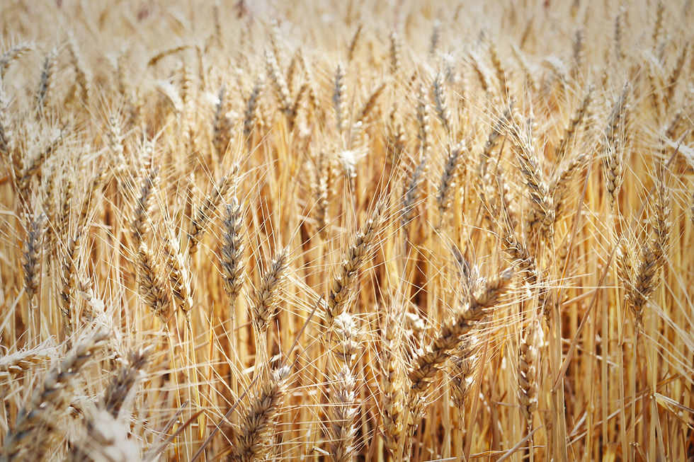 Wheat by Erika Morton