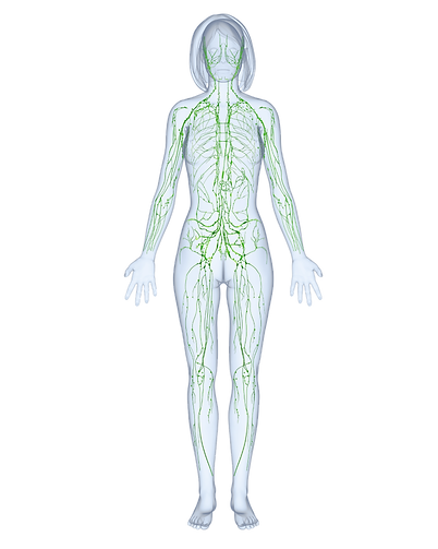 Lymph System.png
