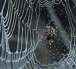 FL Website Online Experience Optimizatio