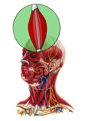 388d0c_9cd9bead9c8e4fcfbcbc71c9b2055fd6.gif