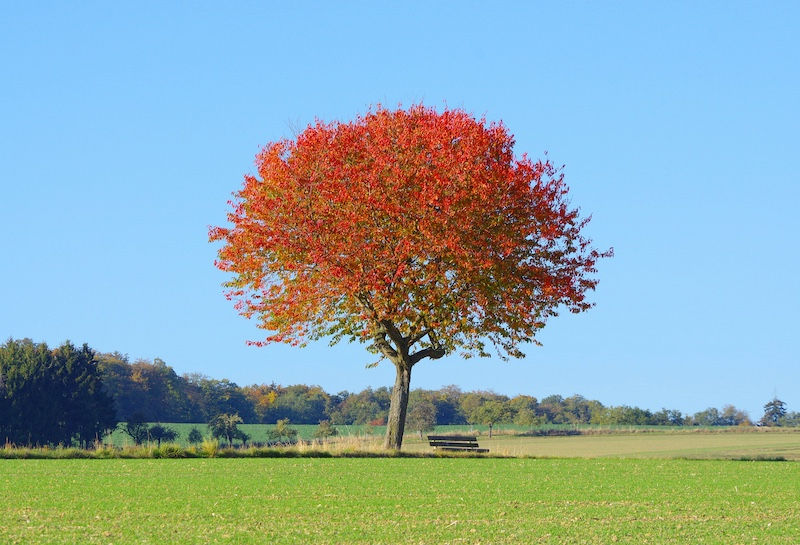 A tree with red Fall leaves with a bench underneath it in a wide open grassy field.