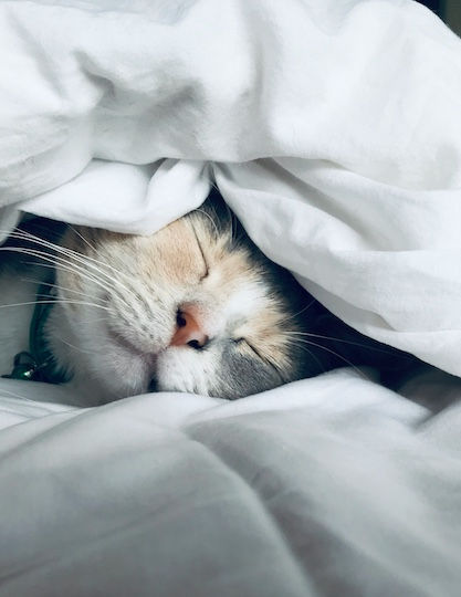 Cat napping under bed sheet.jpg