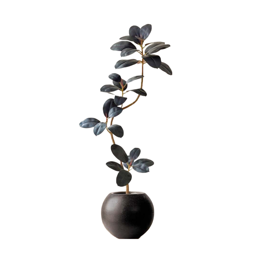 Rubber Plant