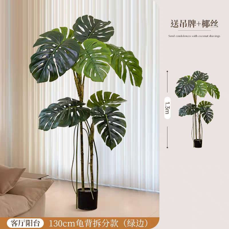 Monstera