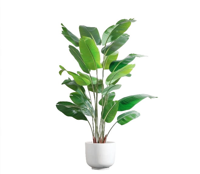 Large Leaf Bird of Paradise