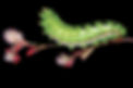 The Extraordinary Caterpillar