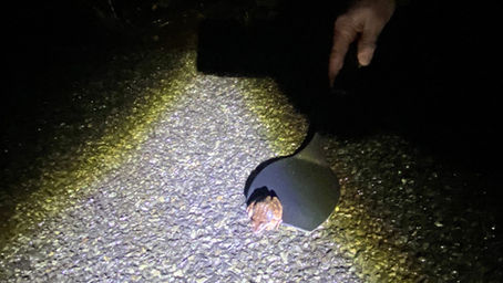 Big Fun for Big Night