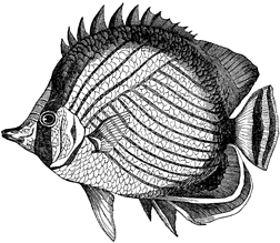 inkfish.GIF