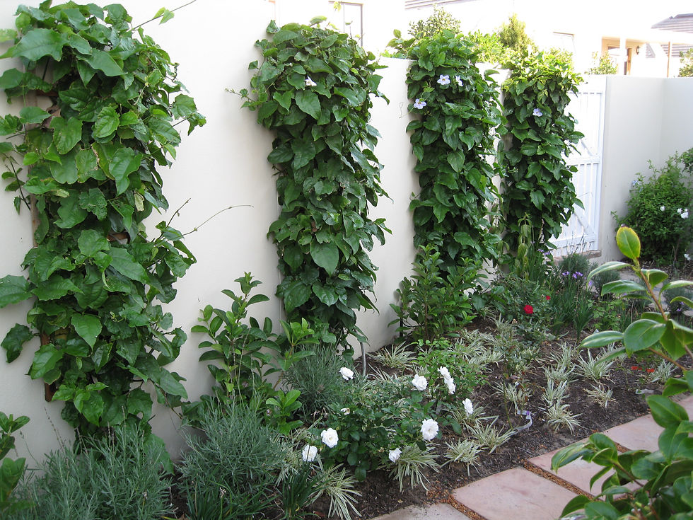 Courtyard Garden Climbers