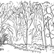 Landscape Sketch of Woodland in Suffolk