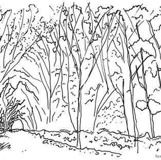Landscape Sketch of Woodland in Suffolk