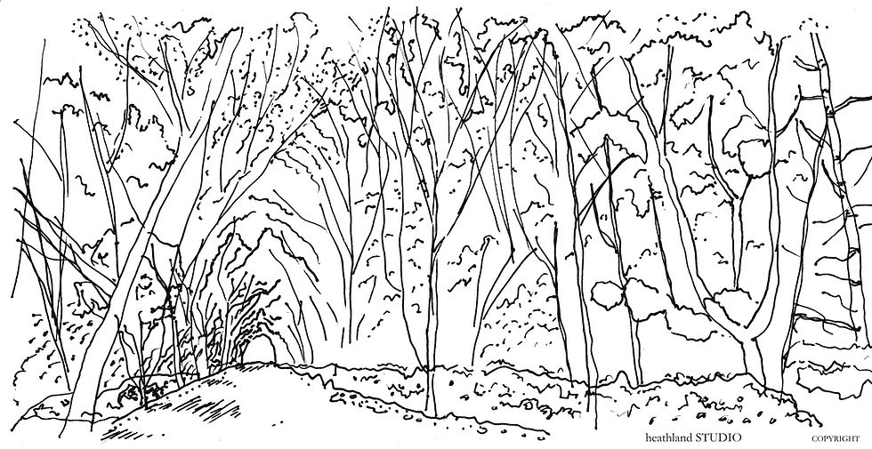 Landscape Sketch of Woodland in Suffolk