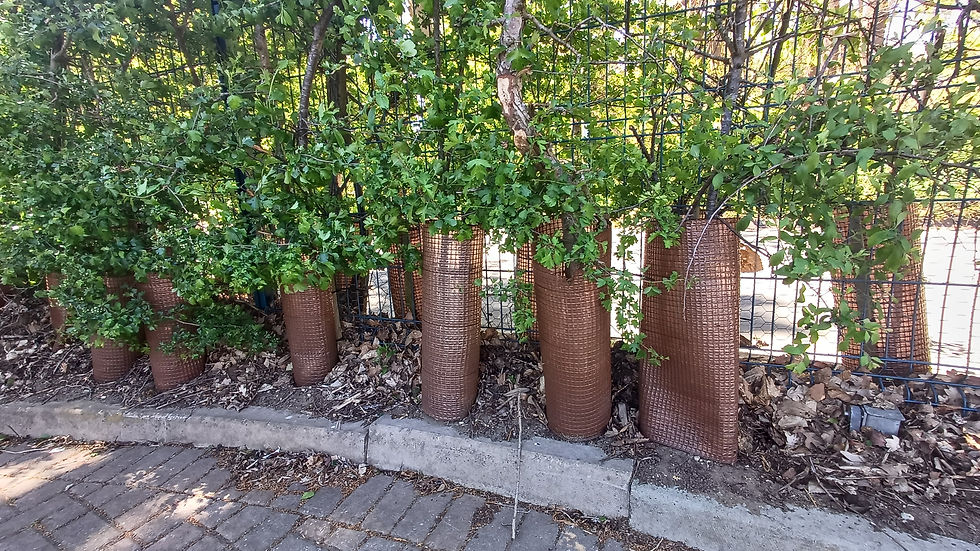 A photograph of tree guards that have been left in place long after plants are established.