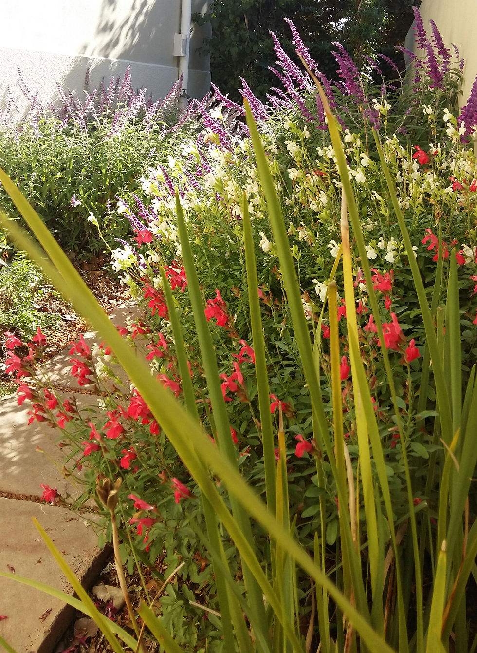 Soft Mixed Border Planting