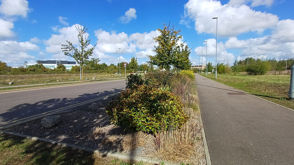 Urban SuDS system on Cowley Road Cambridge with surface water entering planted drainage zone from roadway through integrated kerb openings.