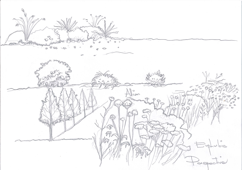 Basic Hand Drawn Sketches of Plants