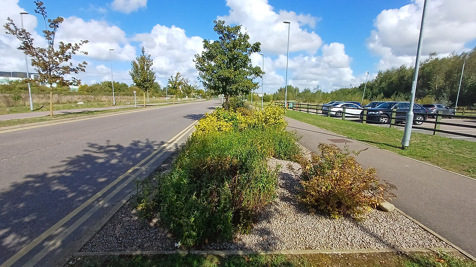 SuDS kerb inlet detail on Cowley Road Cambridge showing lowered kerb allowing surface water runoff into roadside drainage planting area.