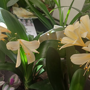 A FOCUS ON PLANTS - CLIVIA SP.